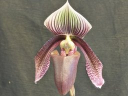 curtisii